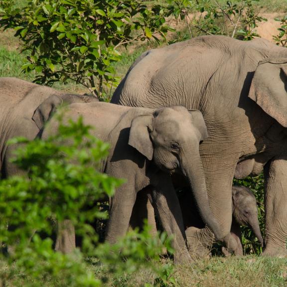 Alongside WOAH in Advancing Digital Training for Animal Health