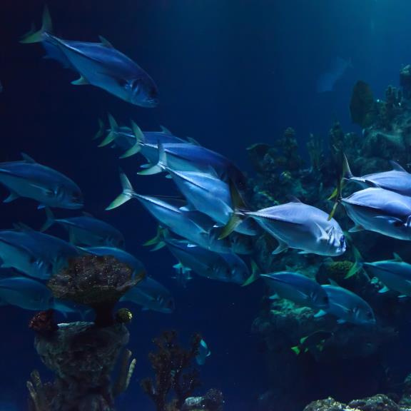 Al via i nuovi moduli e-learning per il benessere animale e la salute acquatica