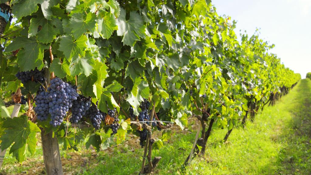 Rural Development of the Region of Tuscany