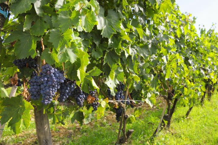 Rural Development of the Region of Tuscany