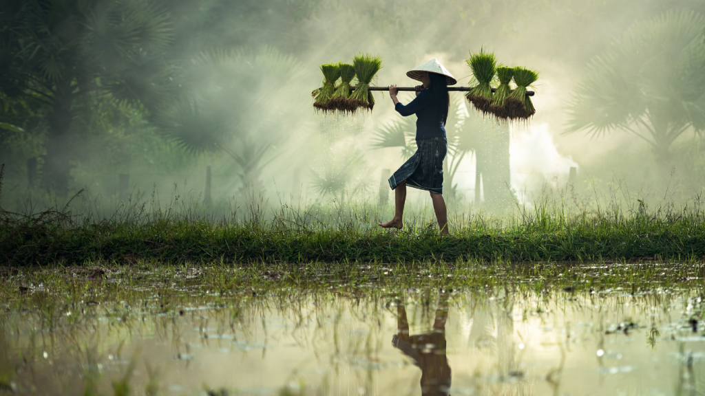 The Evaluation of the Cambodian Capacity Development Partnership Fund for UNICEF