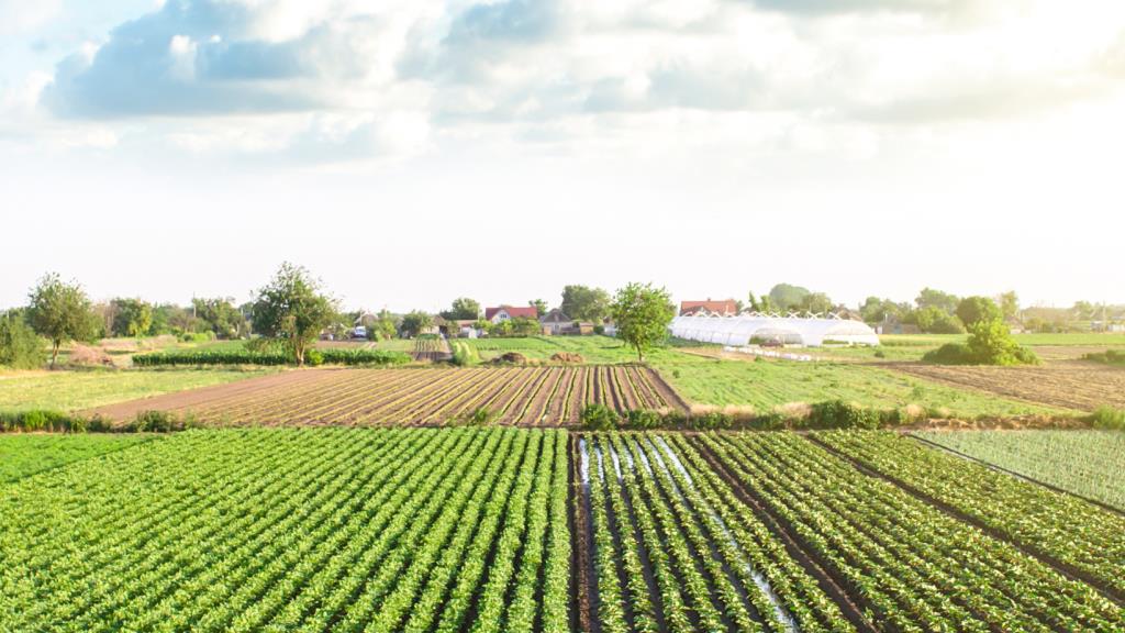 Favorire la comprensione dell’intervento della FAO nel mondo 