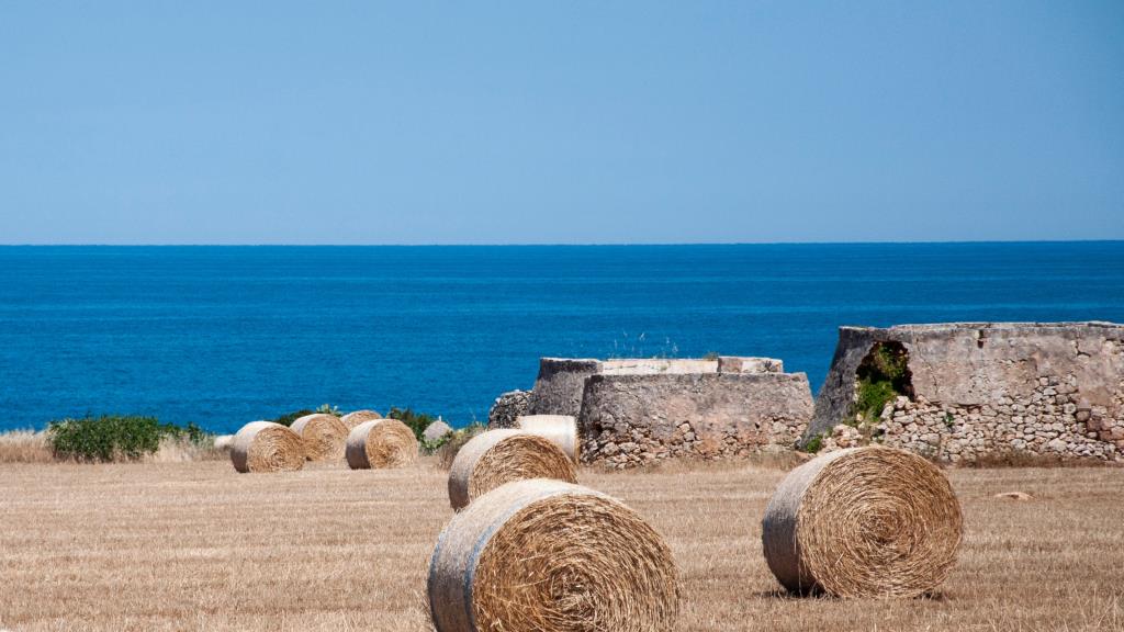 Strengthening the Competitiveness of the Agricultural Sector through the RDP Puglia 2014-2022